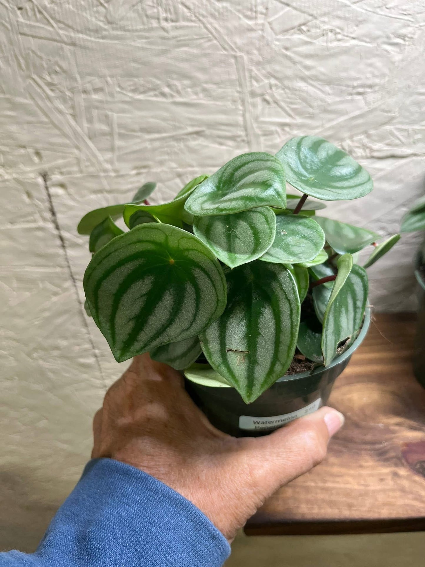 Peperomia -Watermelon