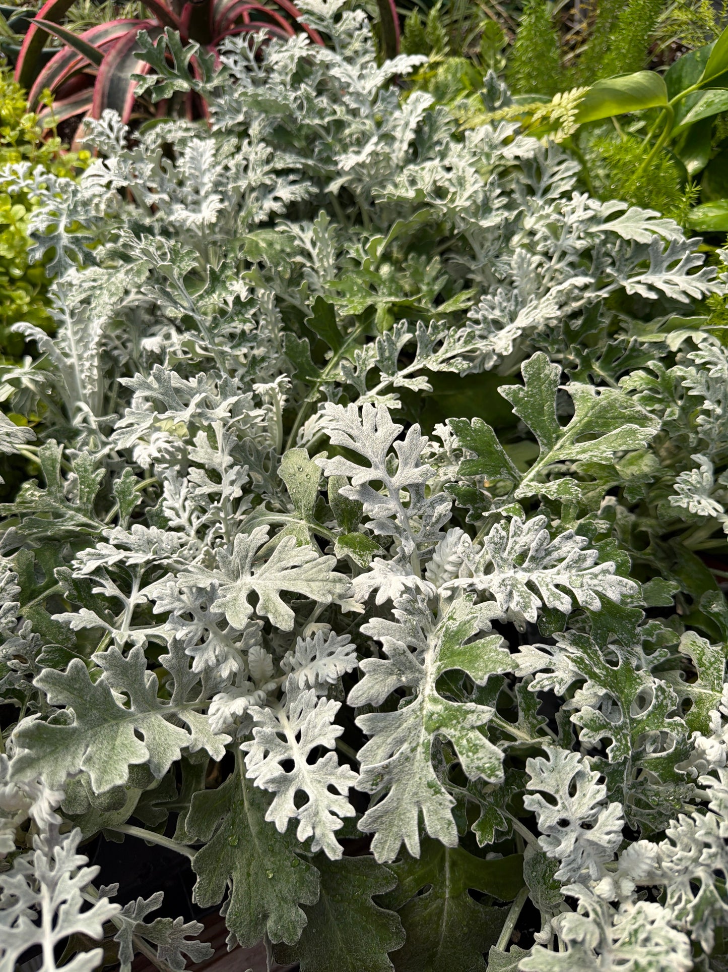 Dusty Miller