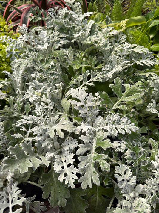 Dusty Miller