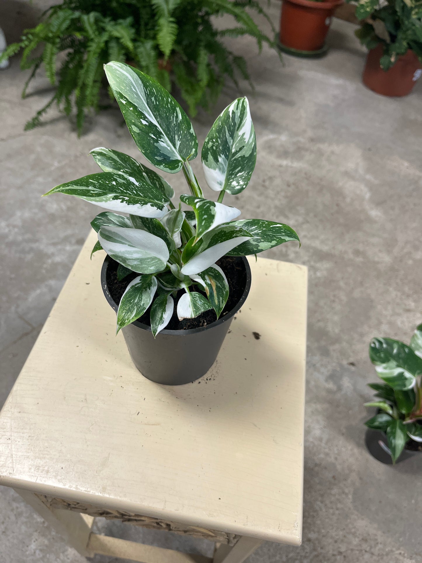 Philodendron- White Knight