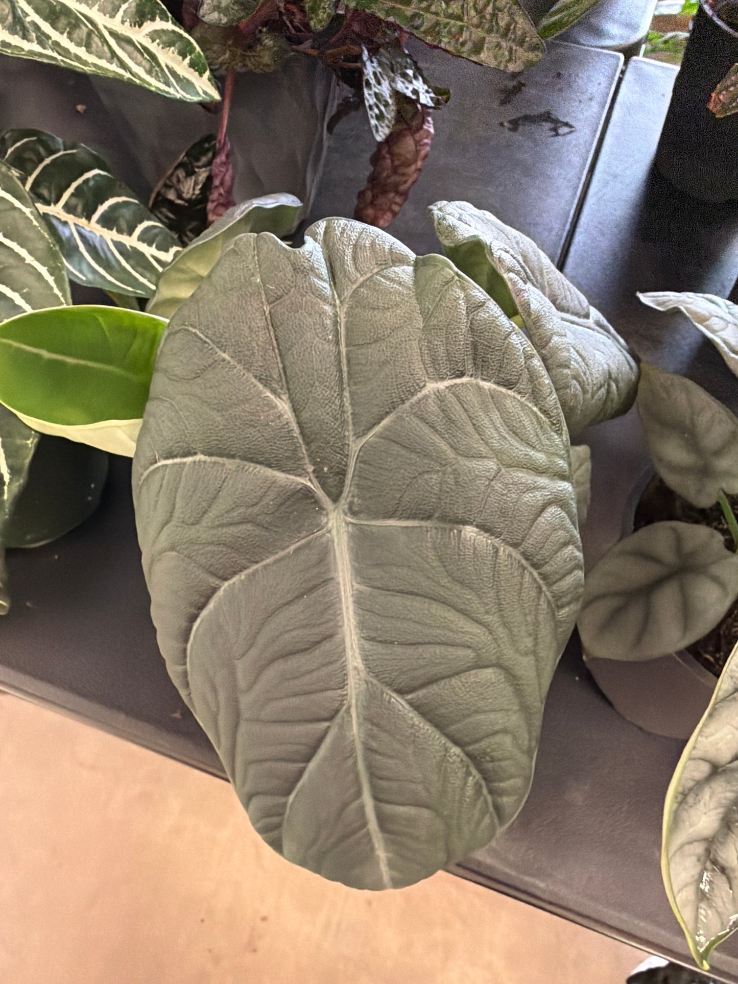 Alocasia- Melo