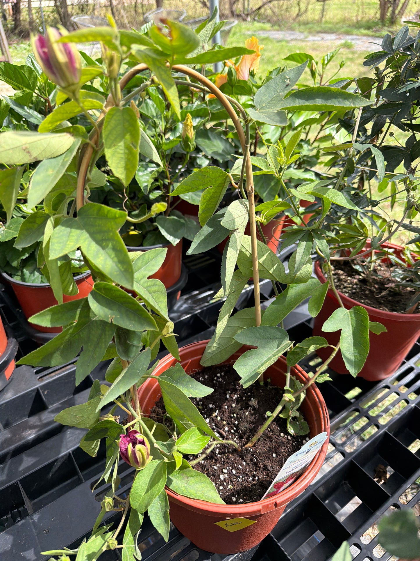 Passion Vine