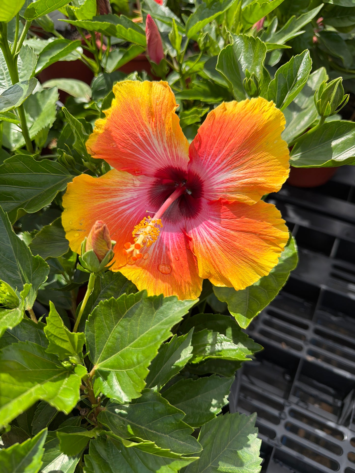 Hibiscus- Tropical