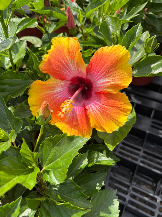 Hibiscus- Tropical
