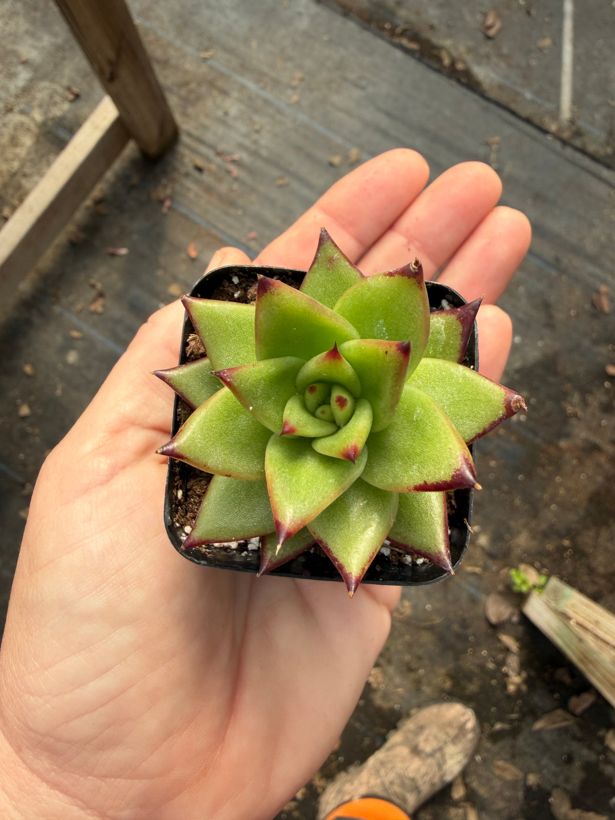 Echeveria Red Edge