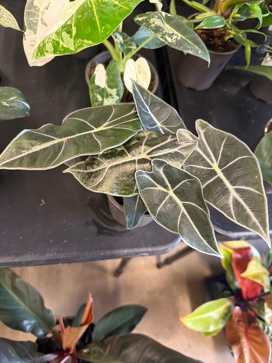 Alocasia- Dragon’s Tooth