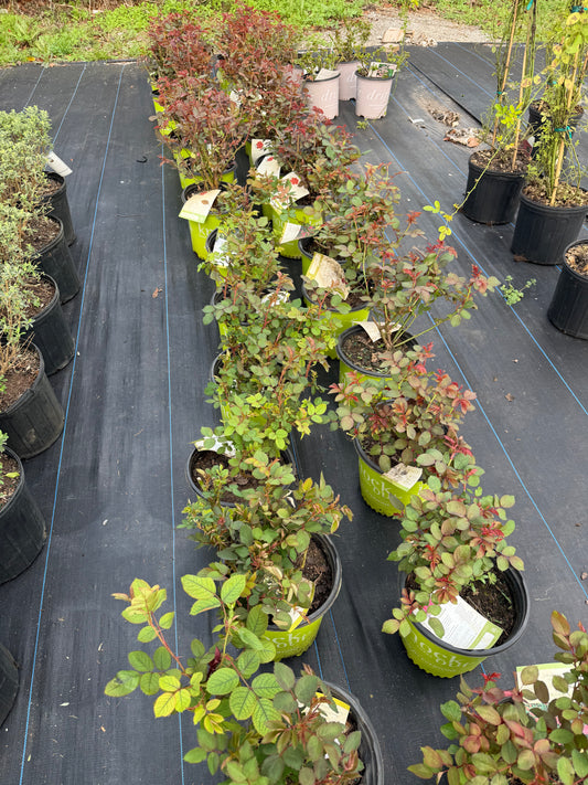 Knockout Rose- Double