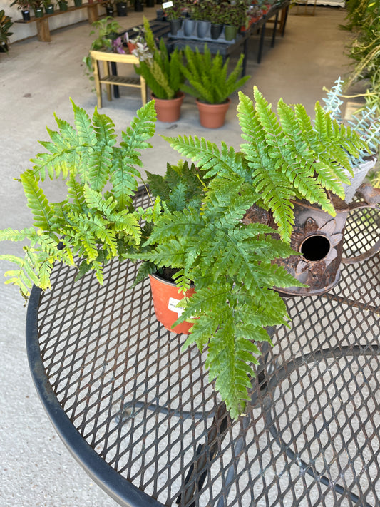 Autumn Fern
