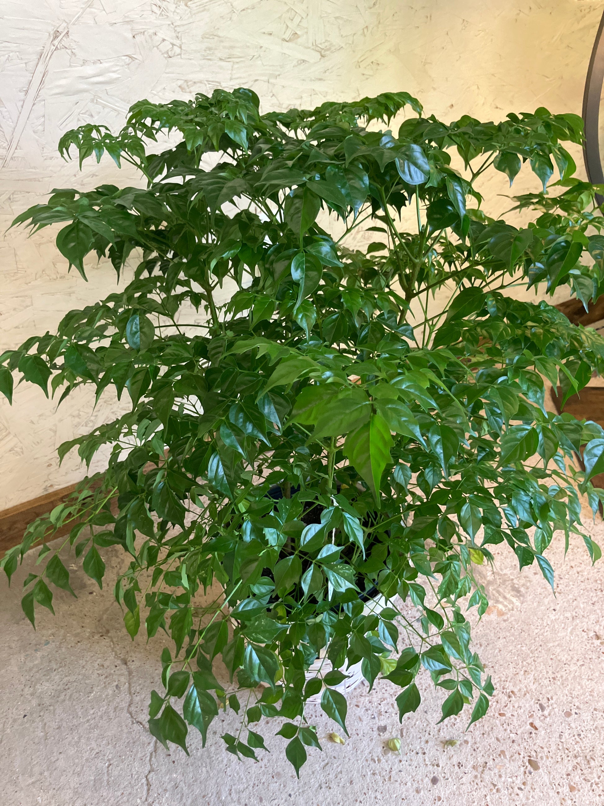 indoor china doll plant China Doll – Ms. Jo's Plants & Gifts, LLC