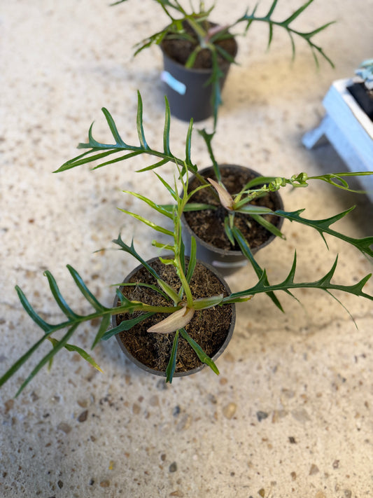 Philodendron- Tortum