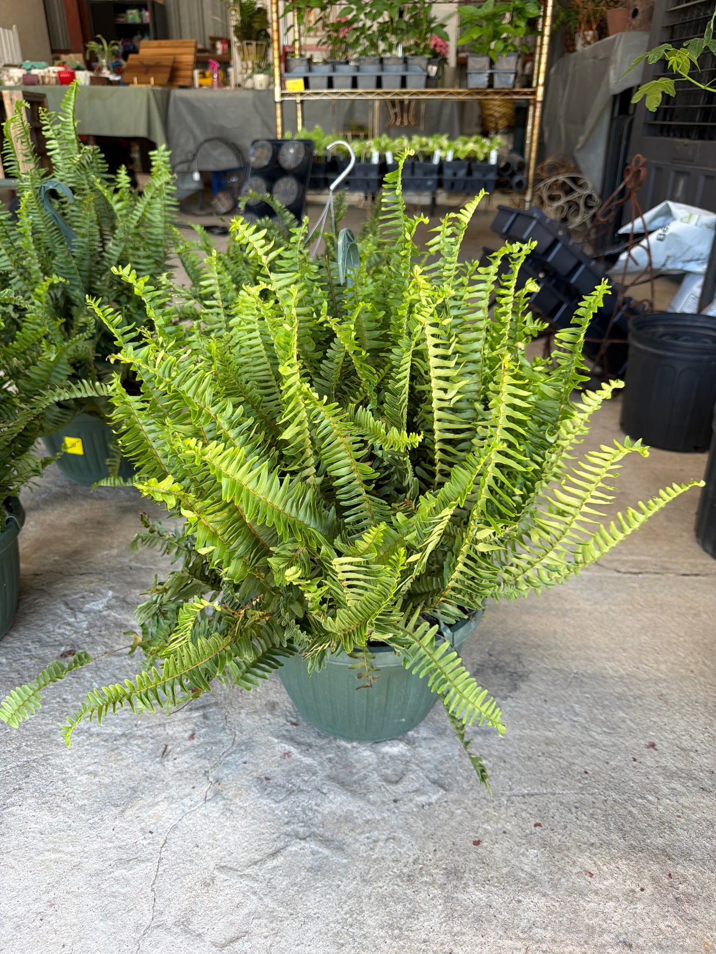 Kimberly Fern