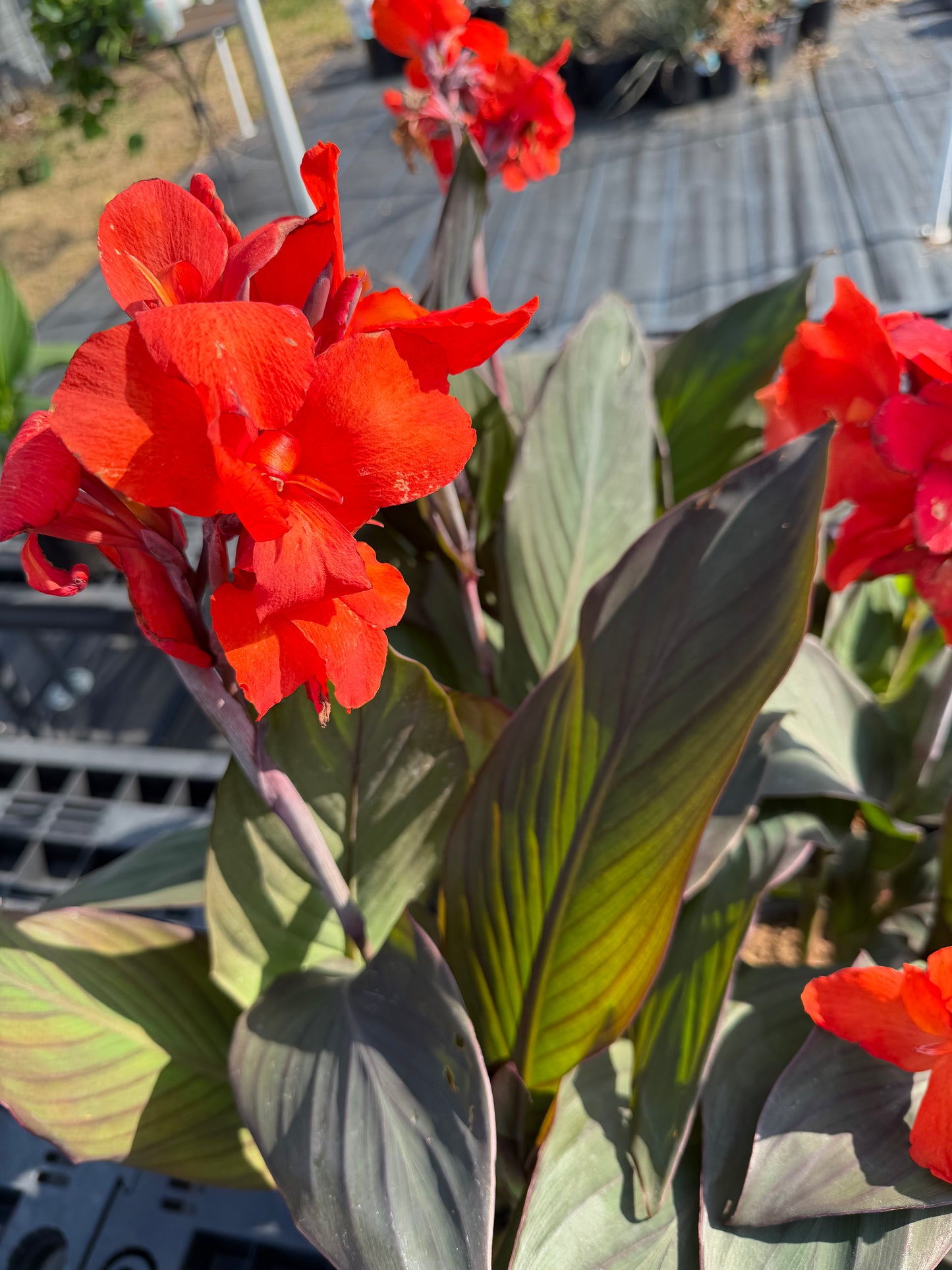 Canna lily