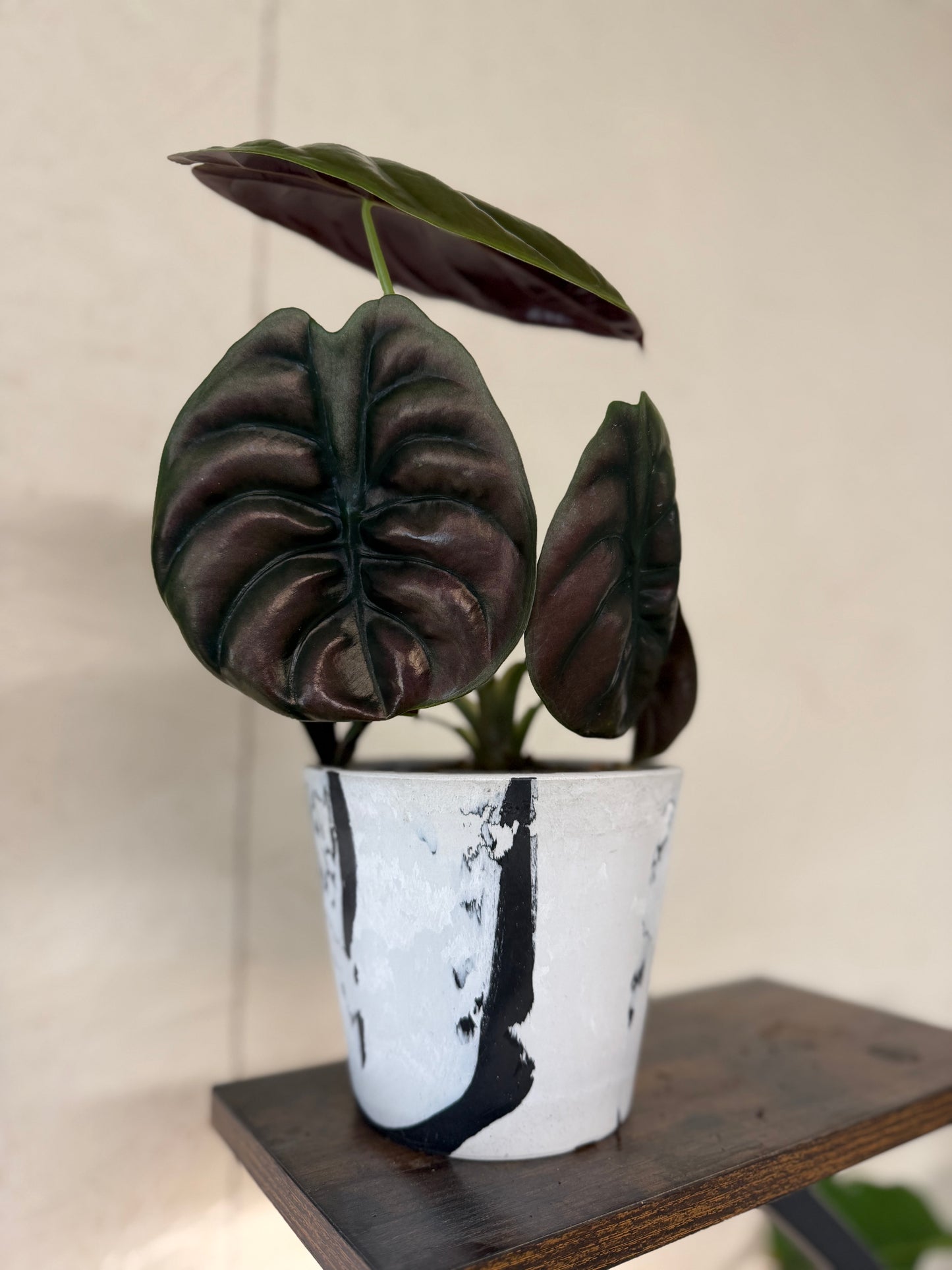 Alocasia- Red Secret