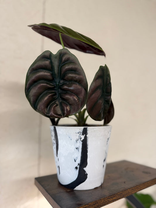 Alocasia- Red Secret