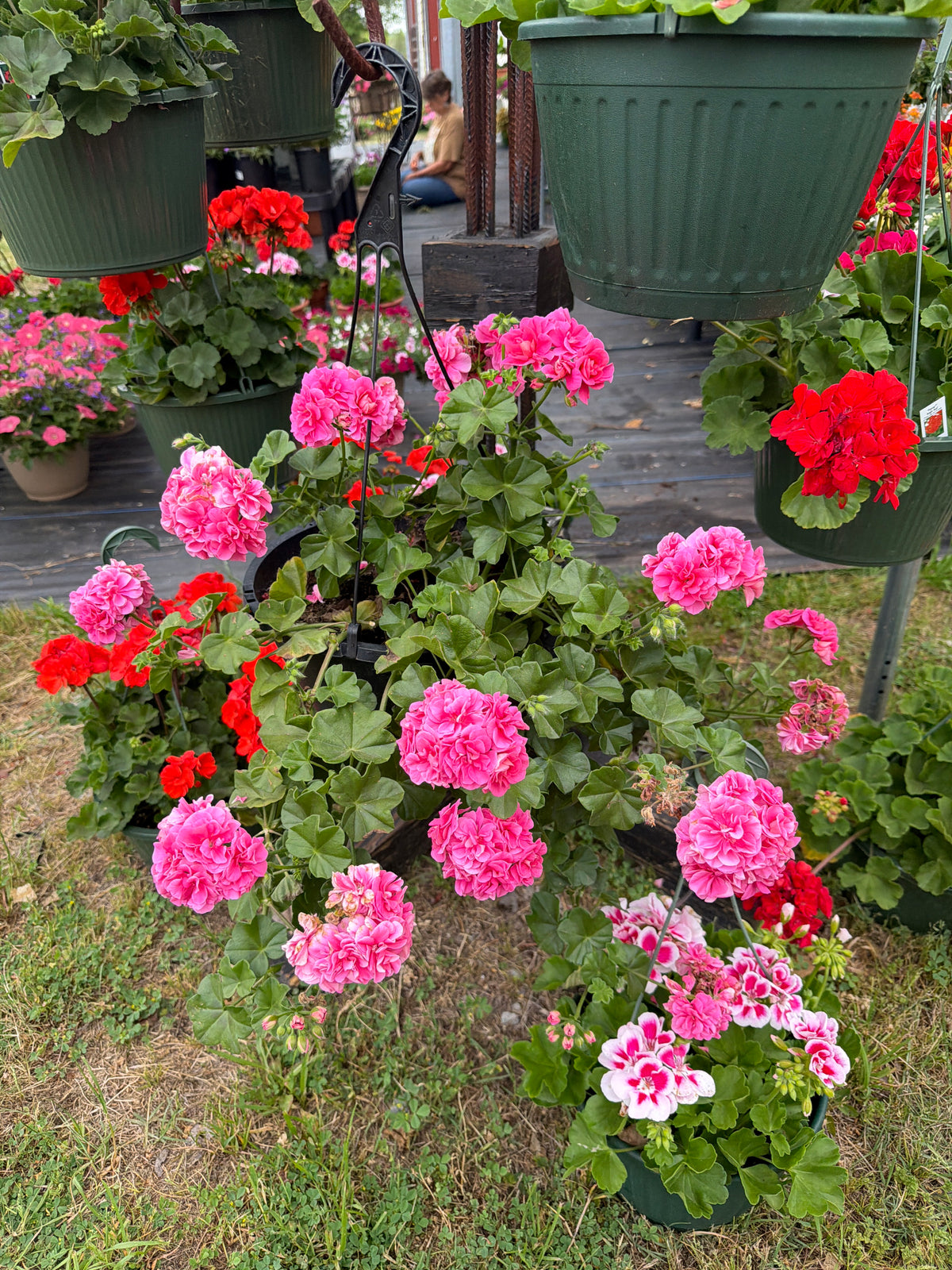 Geranium