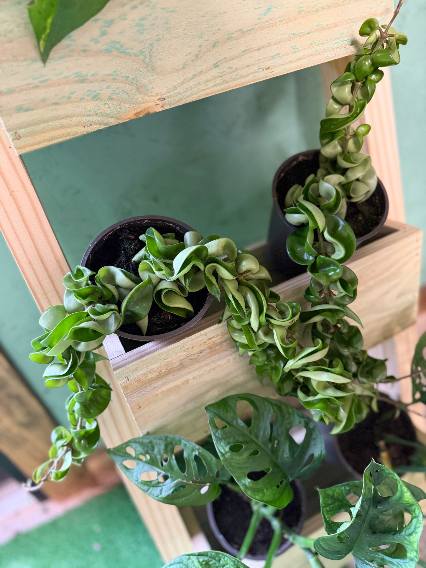 Hoya- Compacta