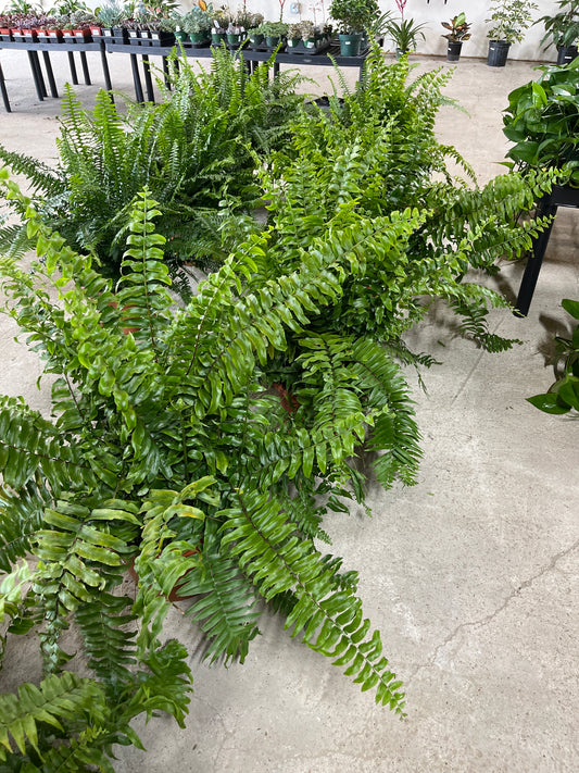 Macho Fern