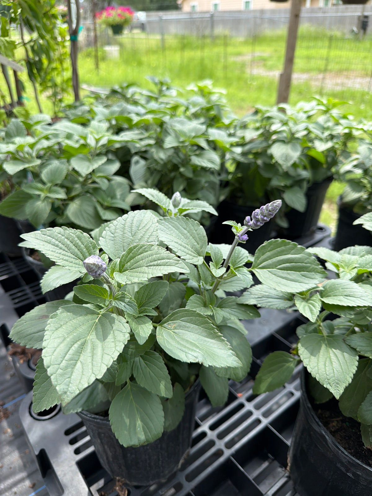 Salvia