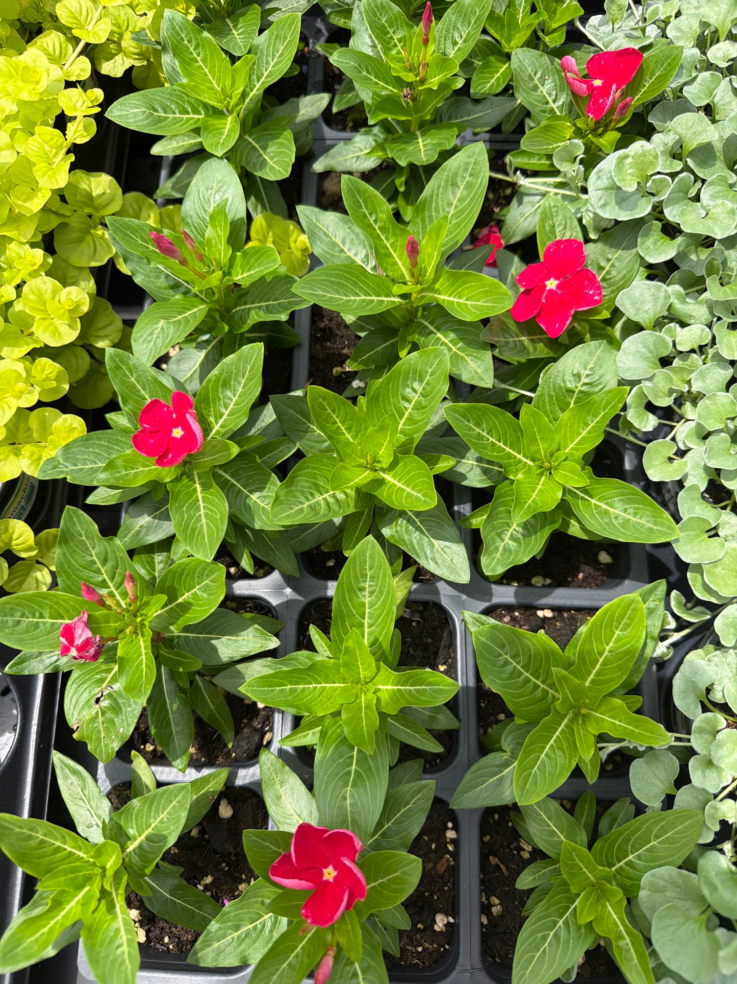 Vinca