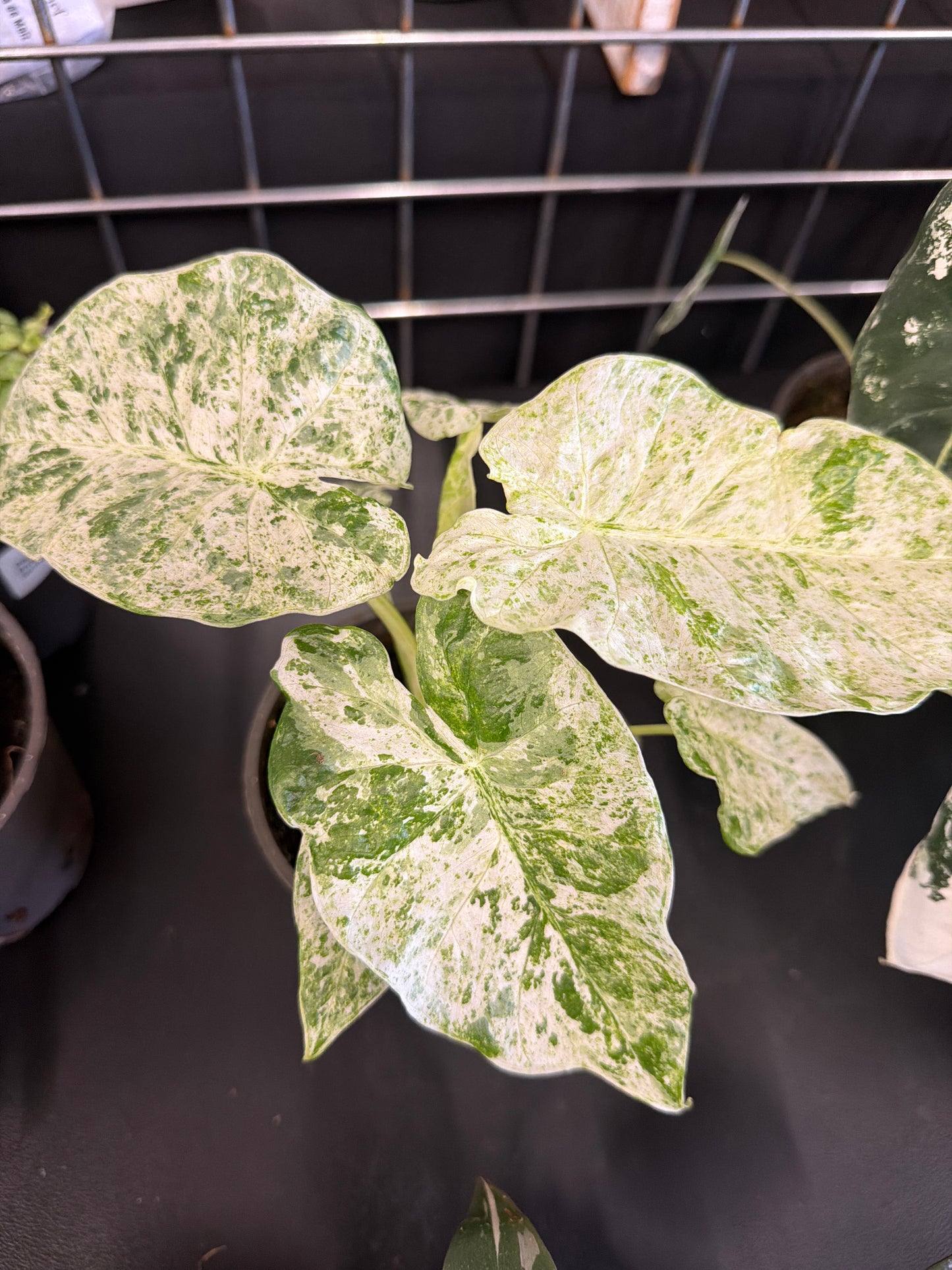 Alocasia- Camouflage