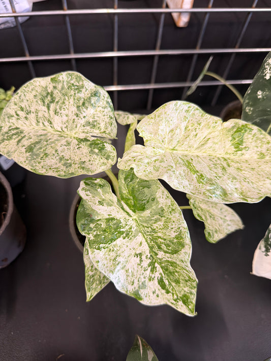 Alocasia- Camouflage