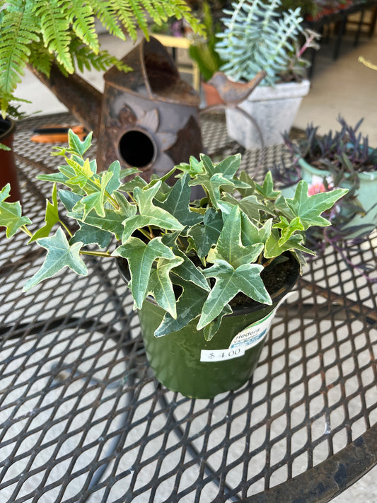 Hedera Varigated Ivy