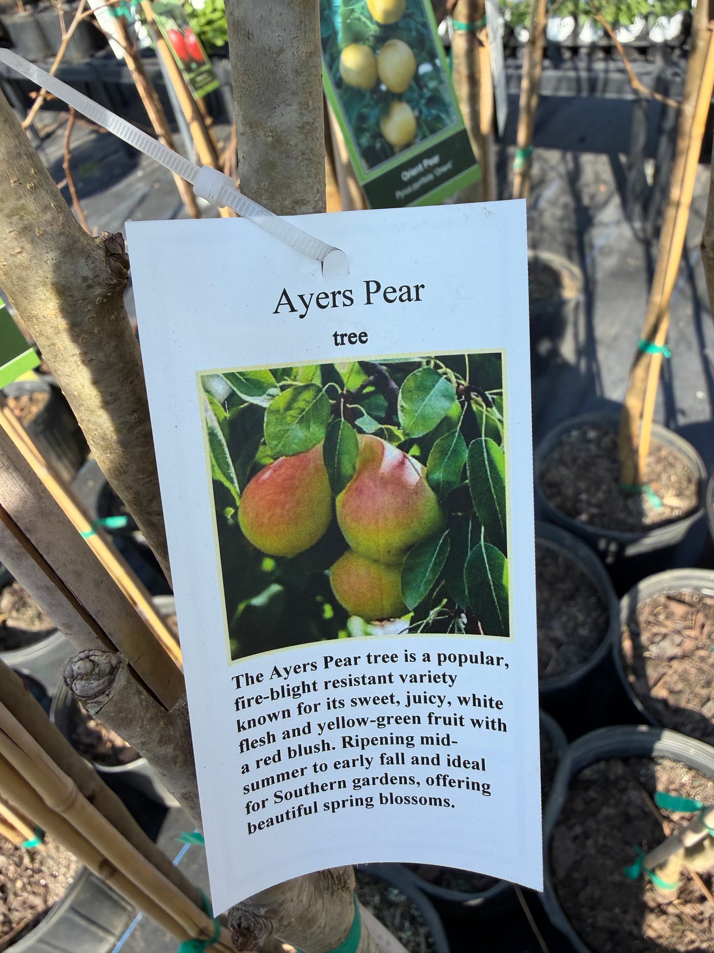 Pear Tree- Ayers