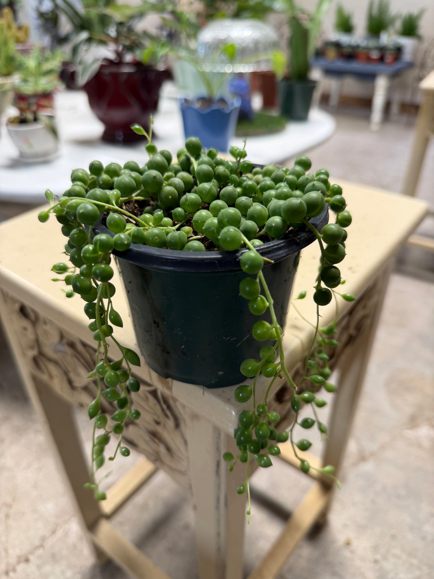 String of pearls