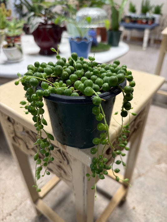 String of pearls