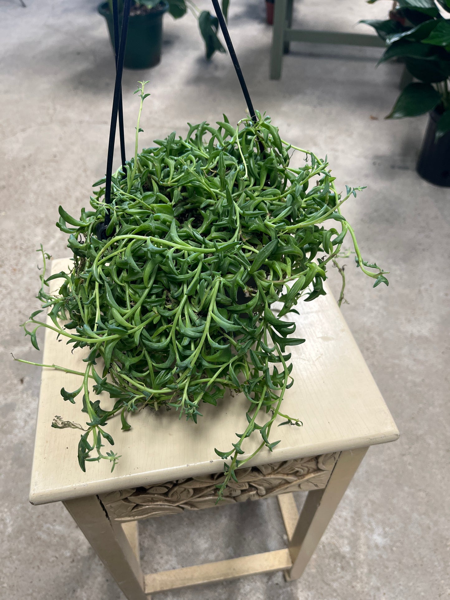 String of Dolphin