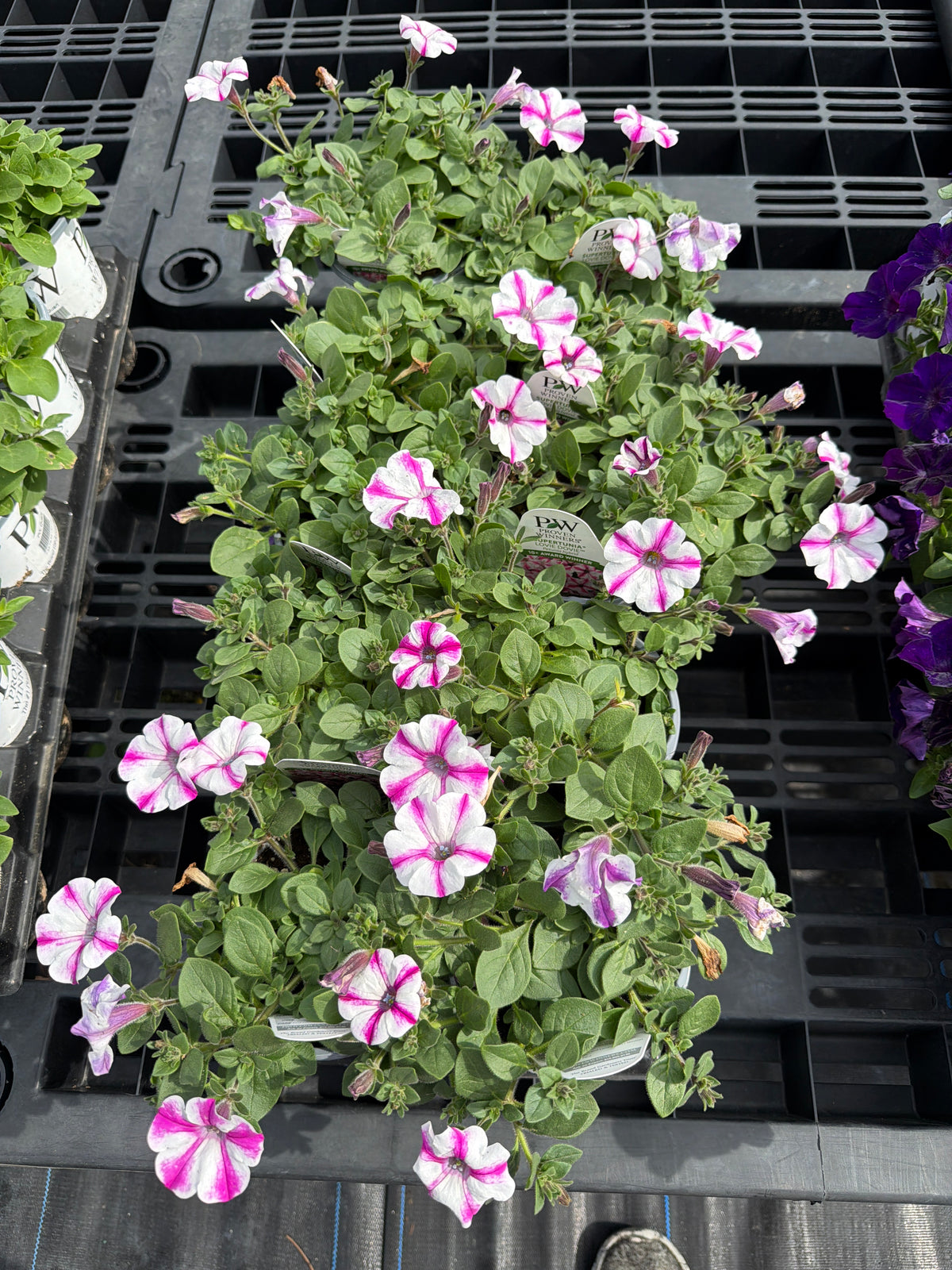 Supertunia- PW