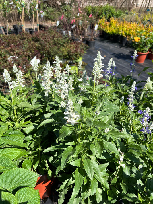 Salvia