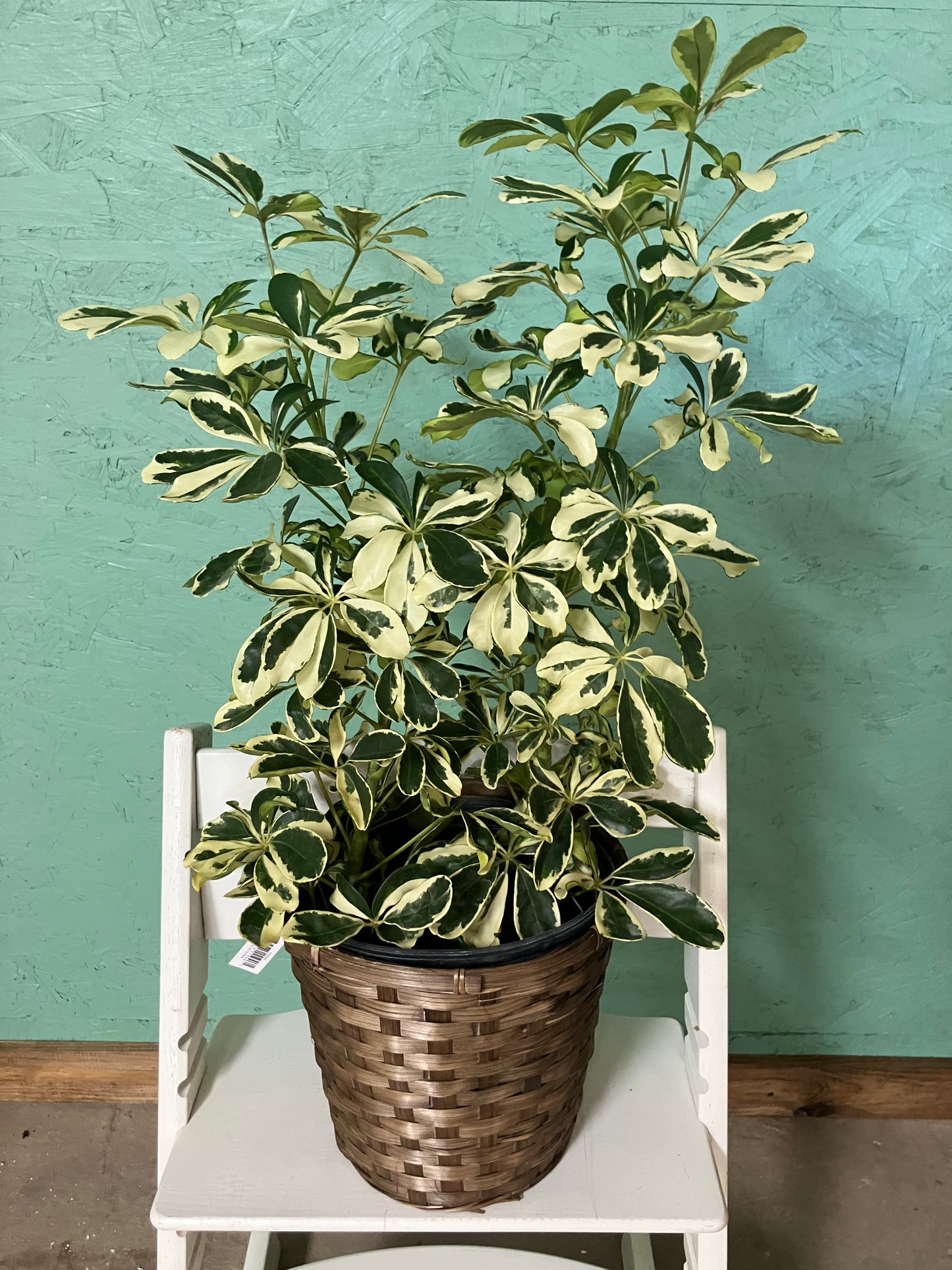Schefflera Arboricola