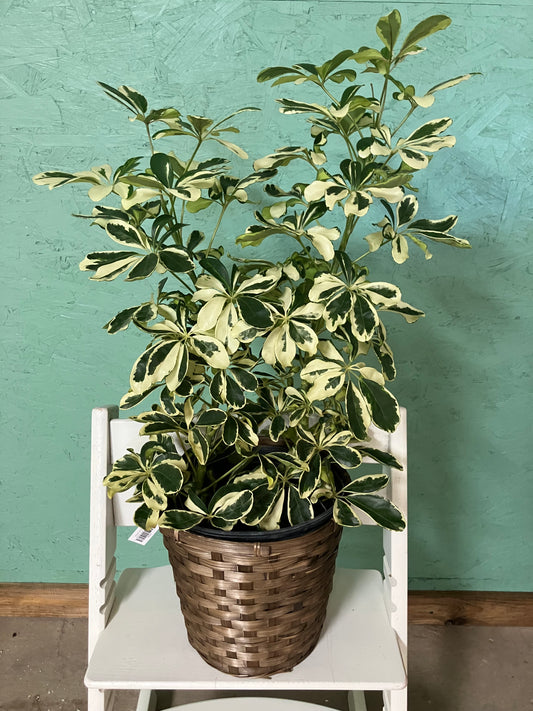 Schefflera Arboricola