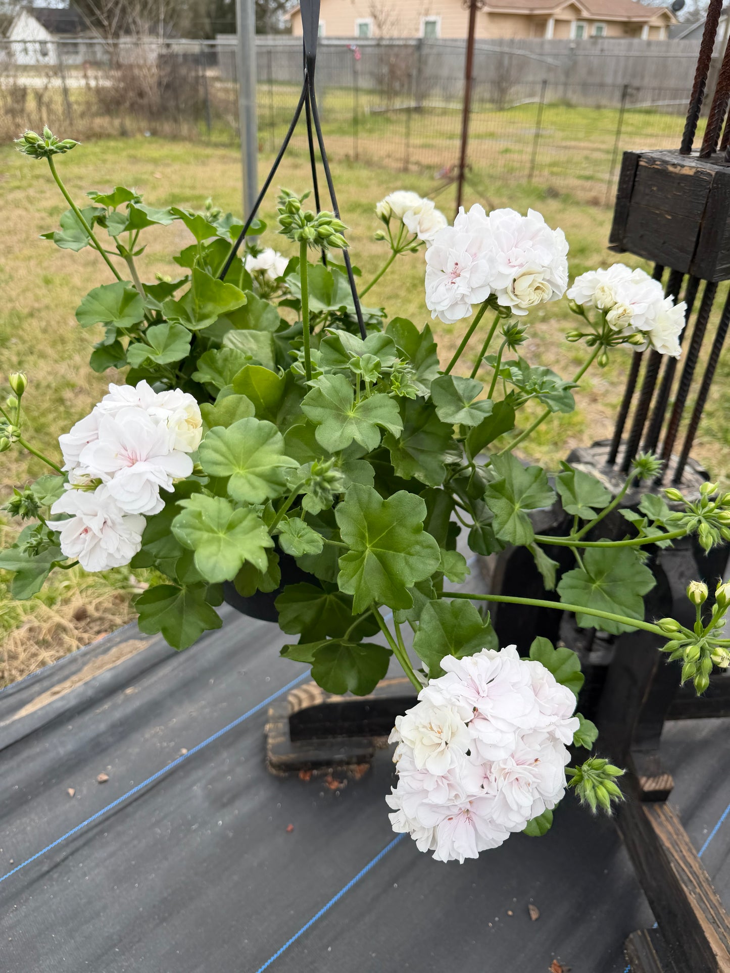 Geranium