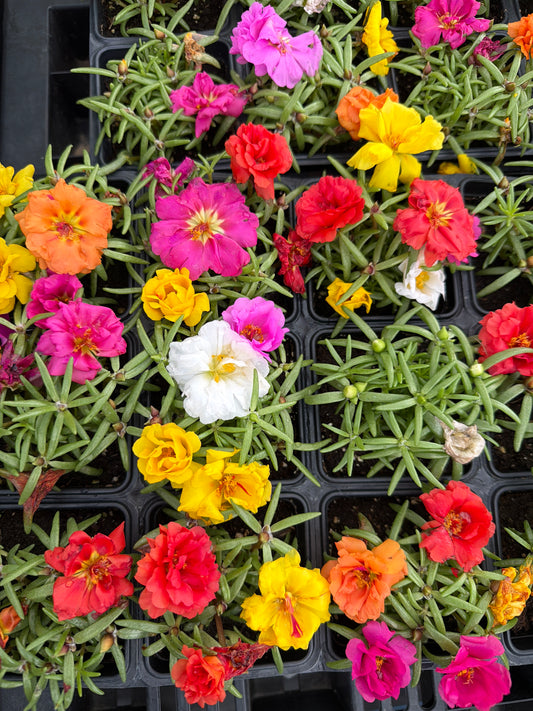 Moss Rose