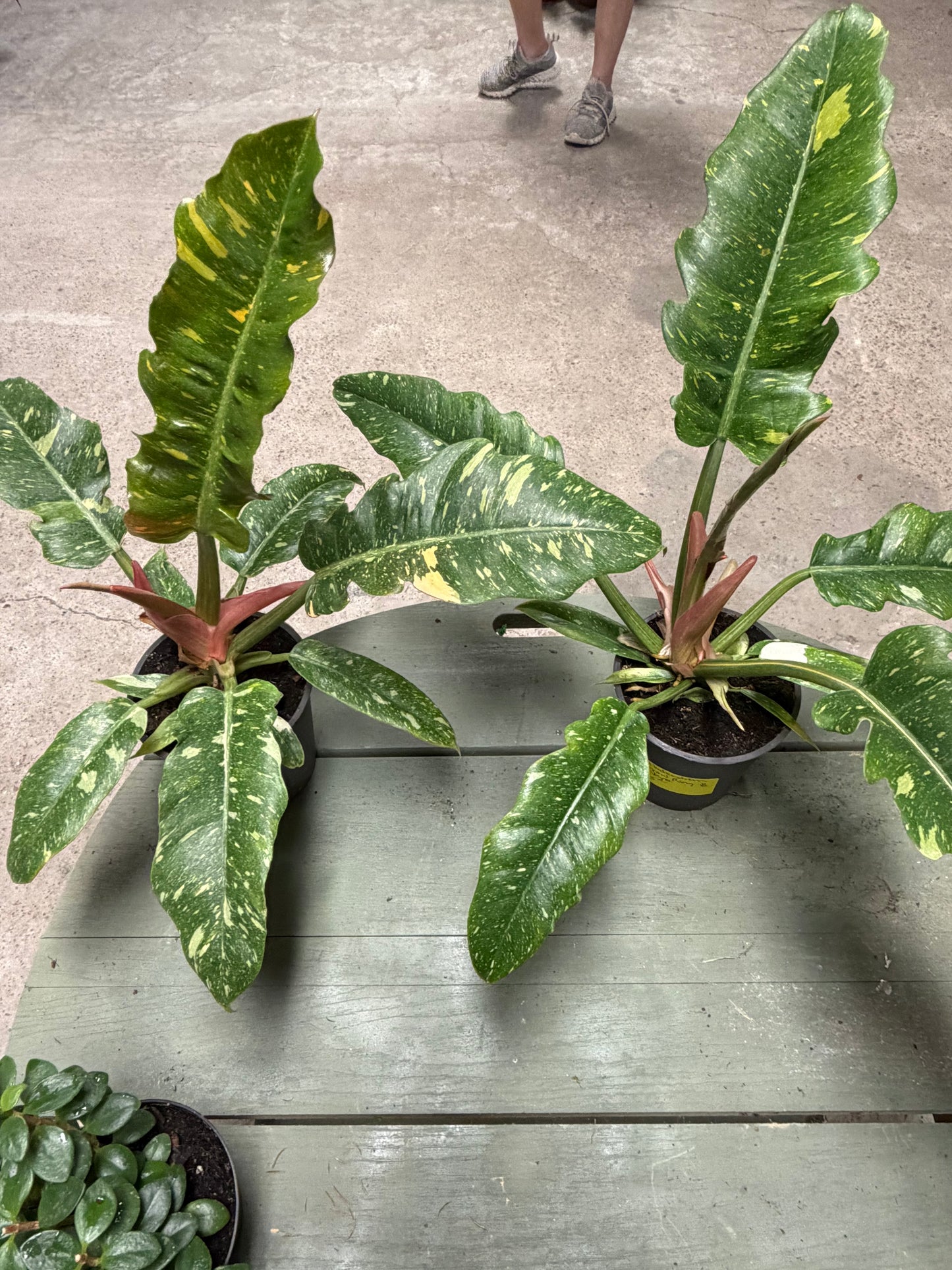 Philodendron- Narrow Ring of Fire