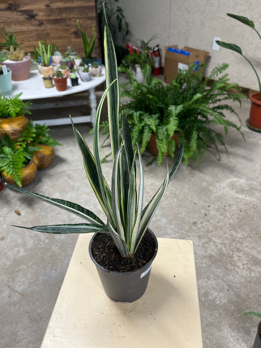 Sansevieria- Special