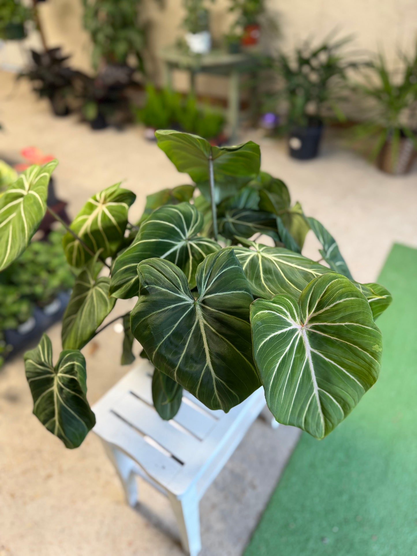 Philodendron- Gloriousum
