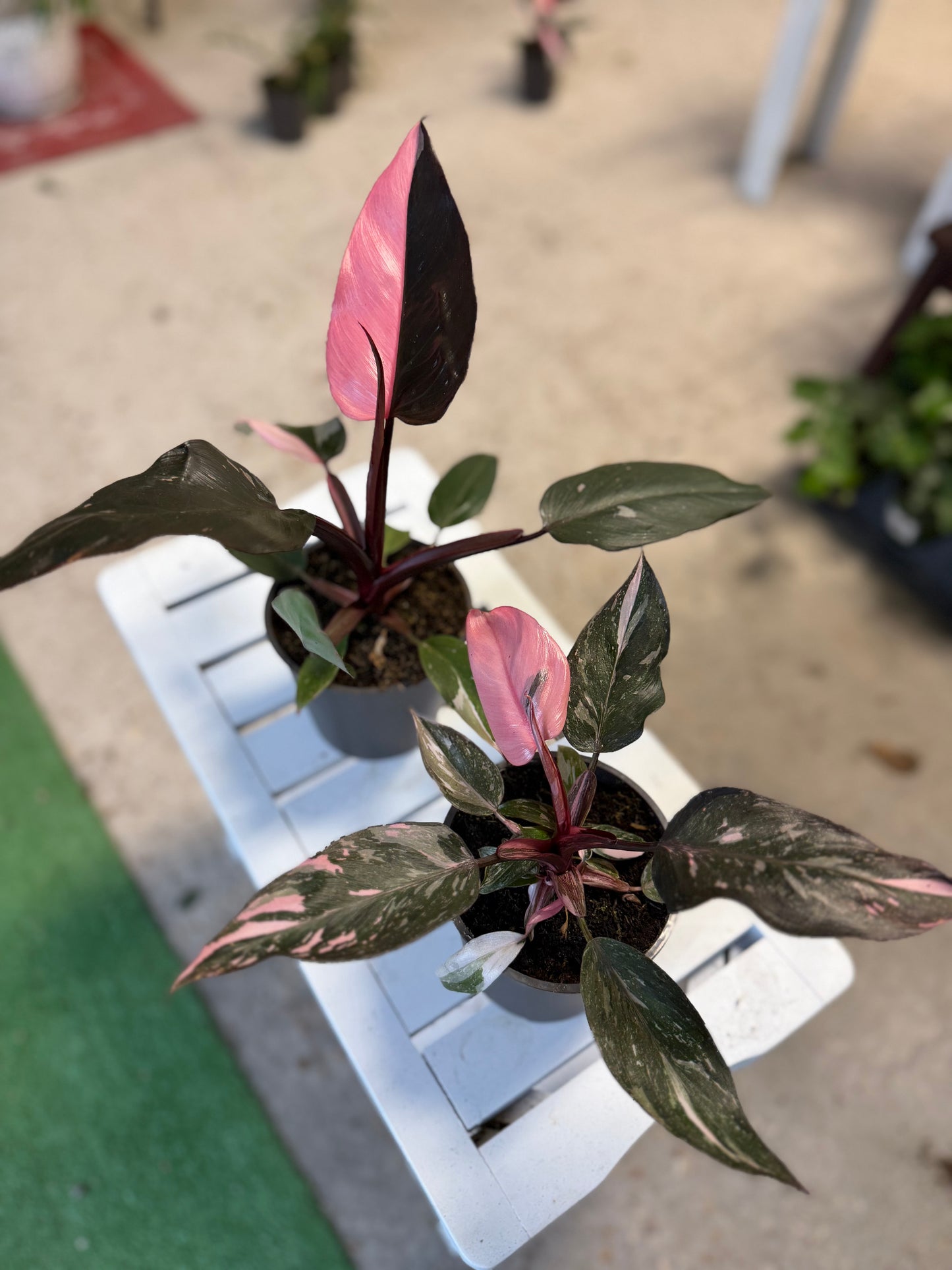 Philodendron- Pink Princess Marble