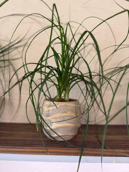 Ponytail Palm