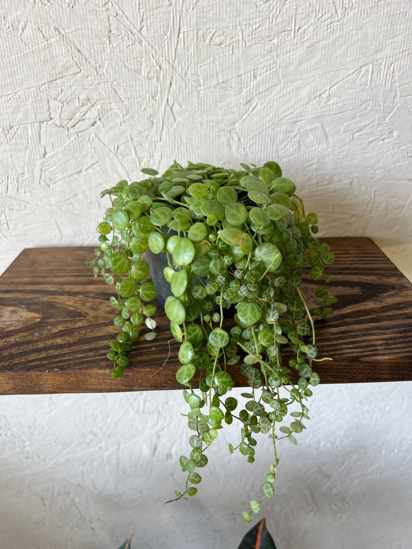 String of Turtles