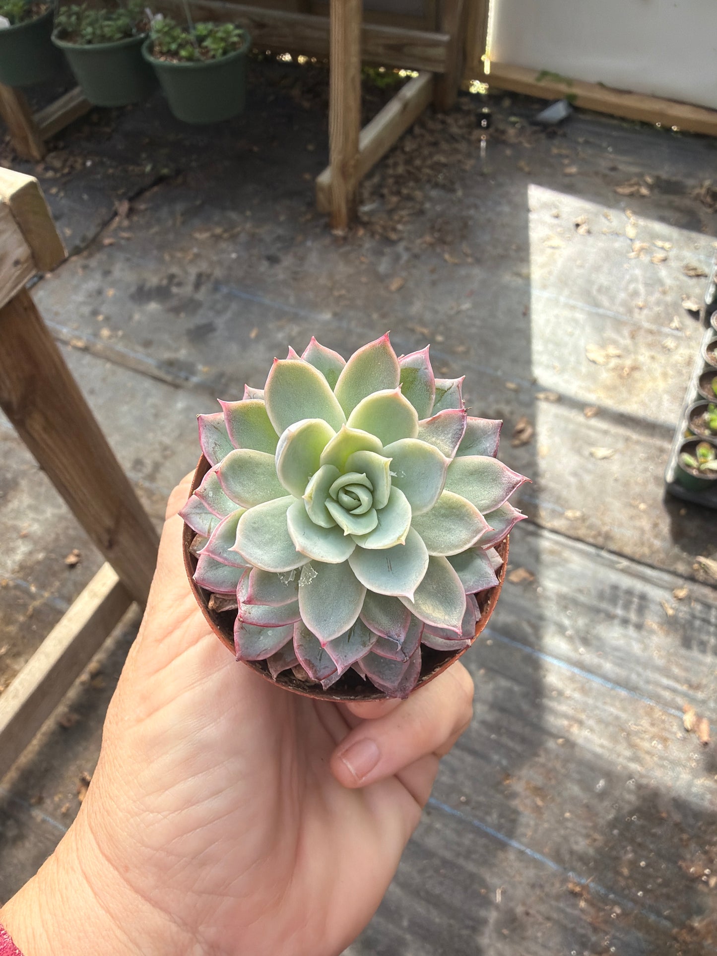 Echeveria Violet Queen