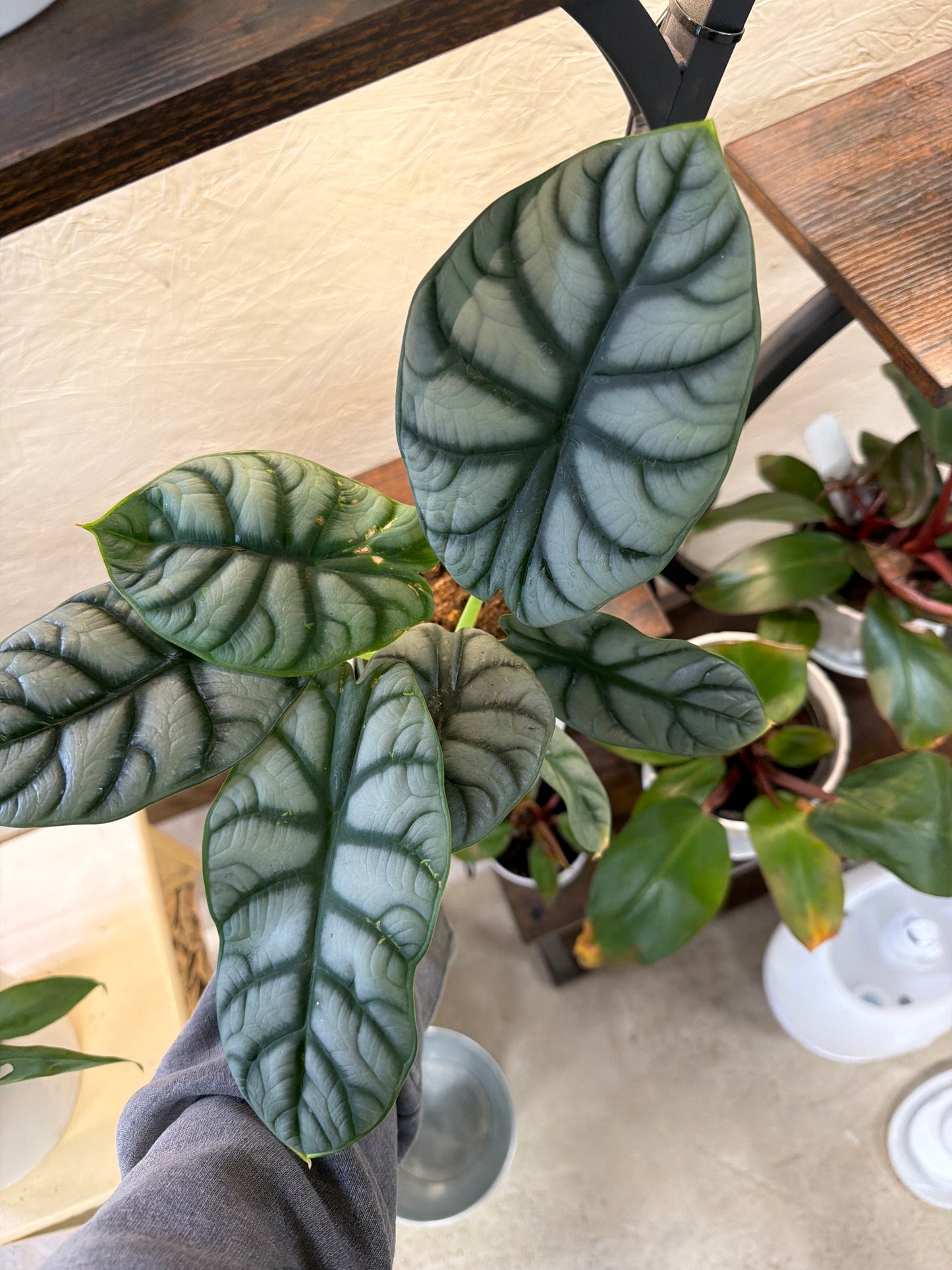 Alocasia- Silver Dragon