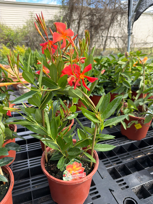 Mandevilla- Sun Parasol