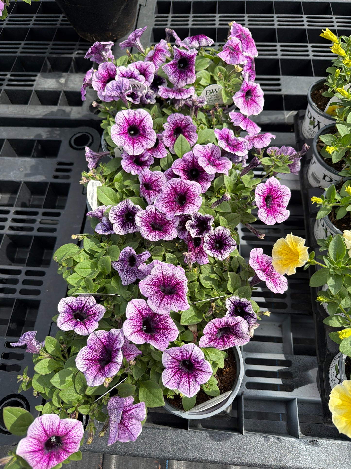 Supertunia- PW