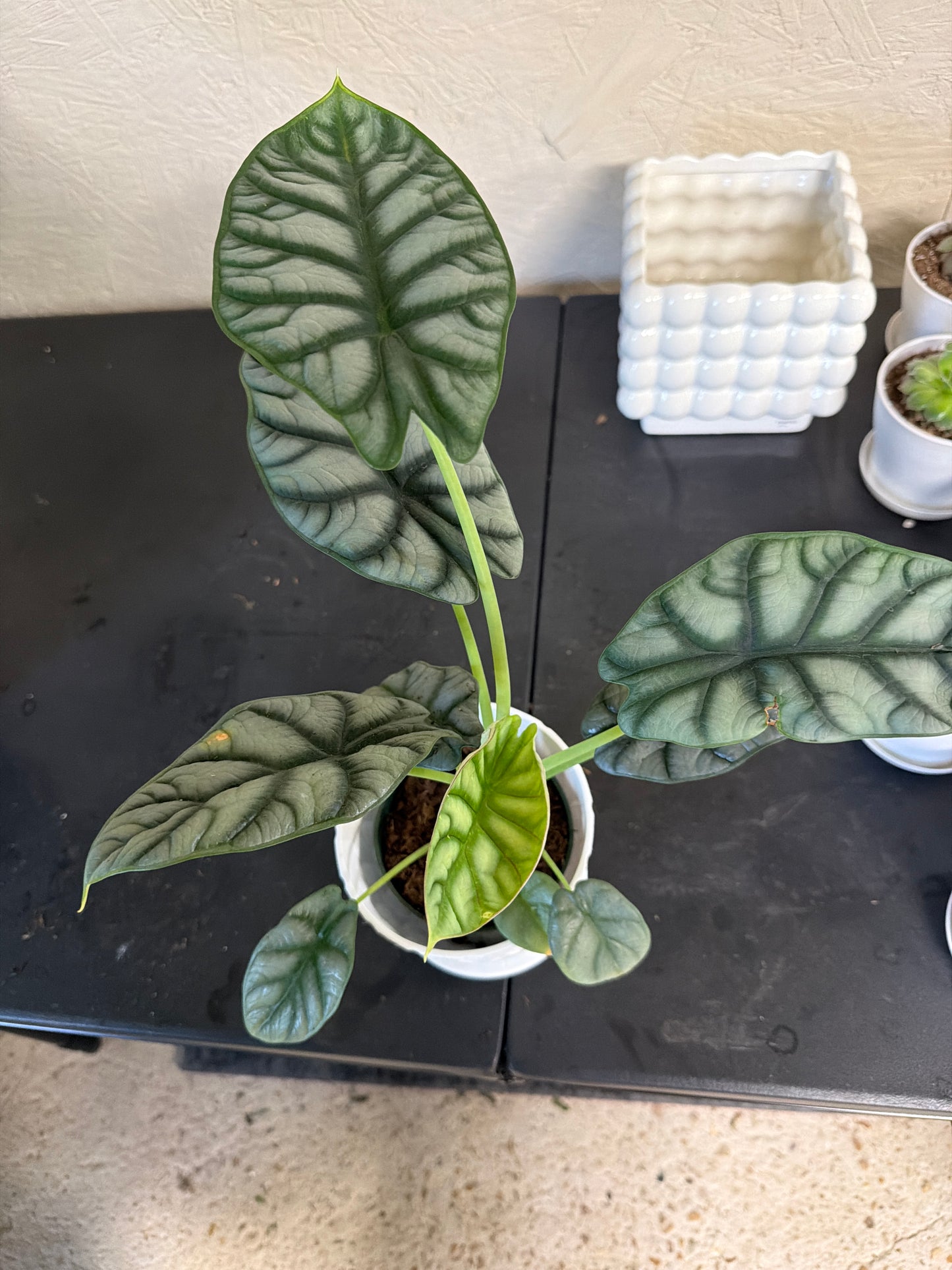 Alocasia- Silver Dragon