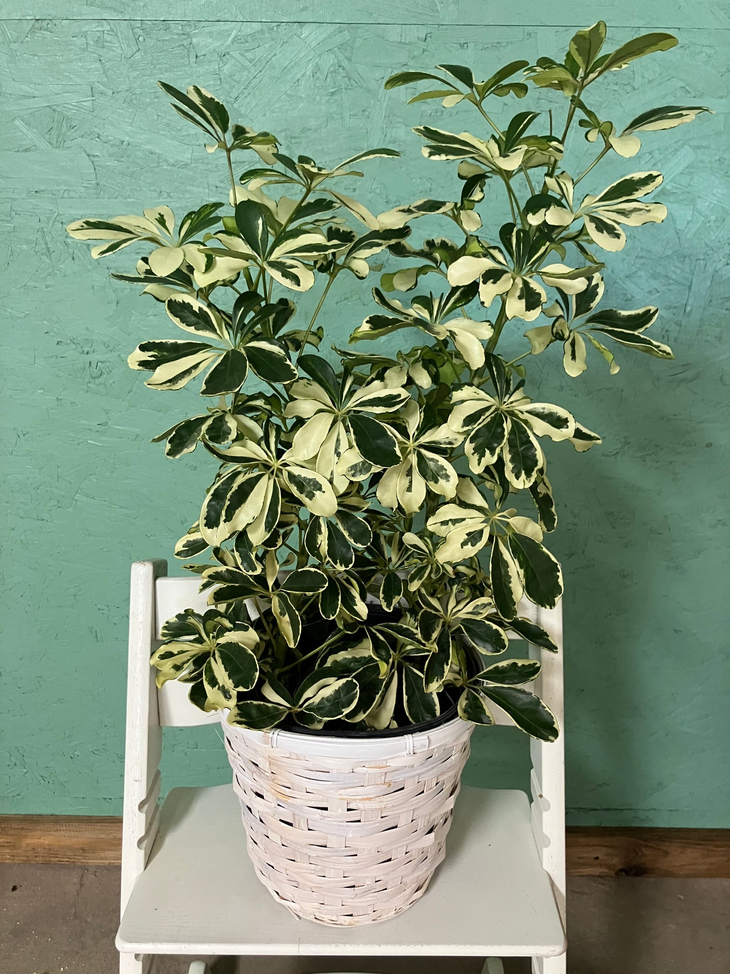 Schefflera Arboricola