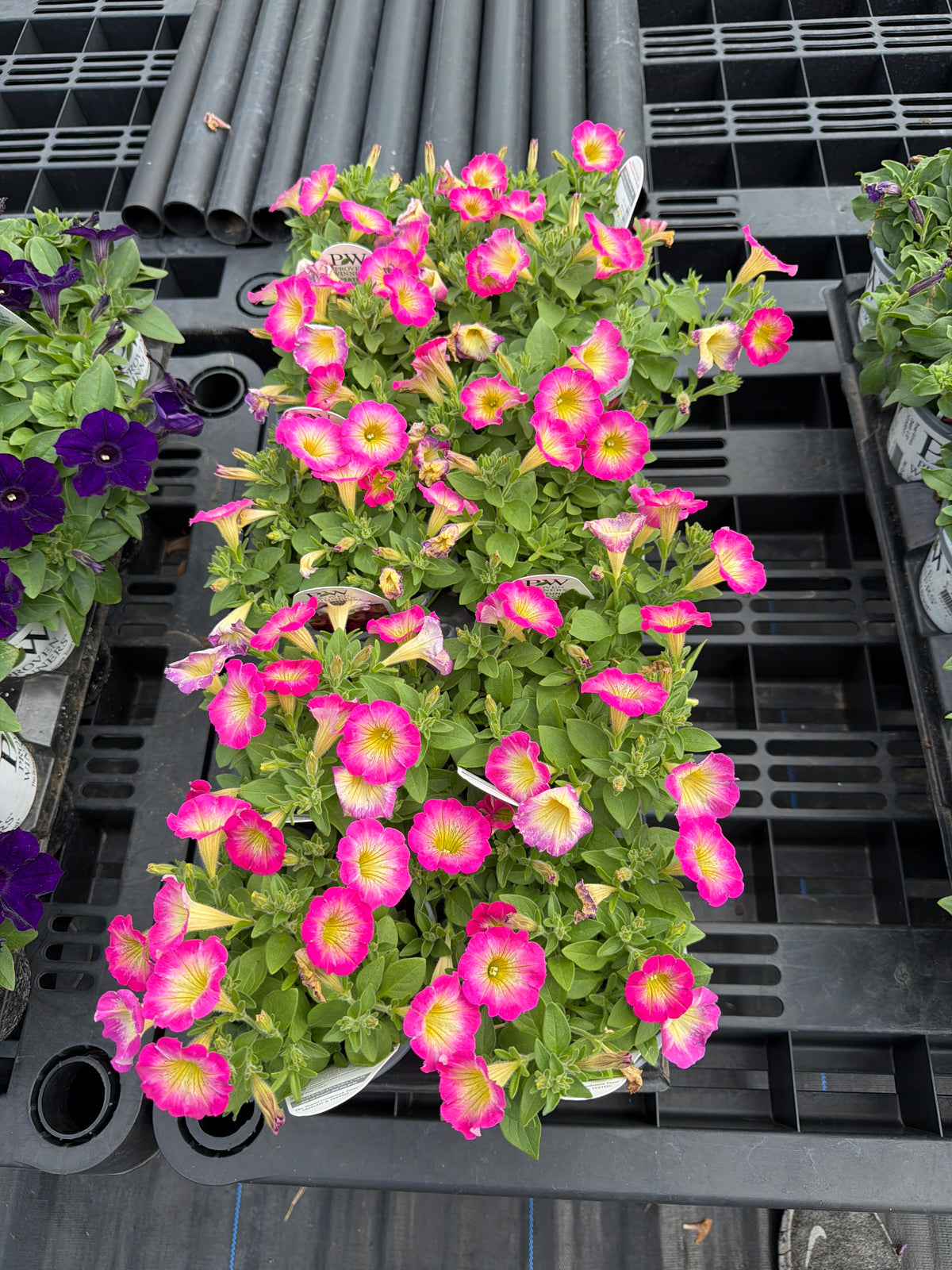 Supertunia- PW