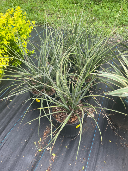 Yucca- Red